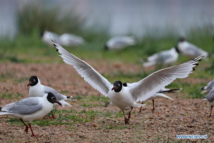 CHINA-HEBEI-RELIC GULLS (CN)