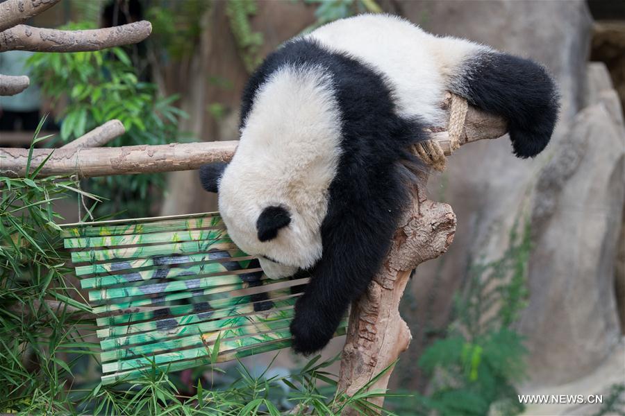 MALAYSIA-KUALA LUMPUR-GIANT PANDA CUB-NAMING-YI YI