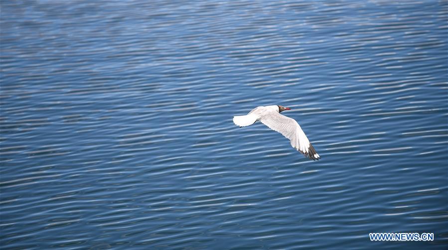 CHINA-TIBET-NGARI-BIRD (CN)