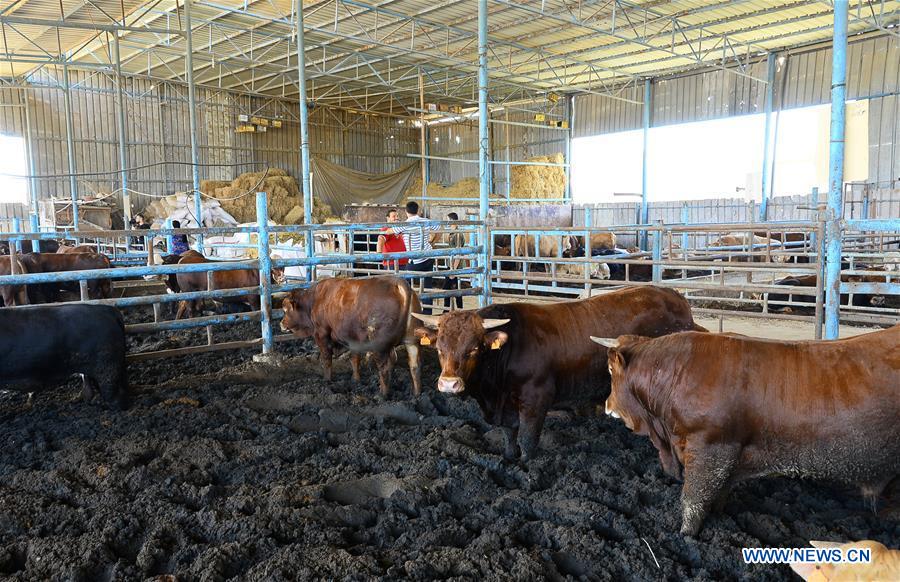 MIDEAST-GAZA-EID AL-ADHA-LIVESTOCK MARKET