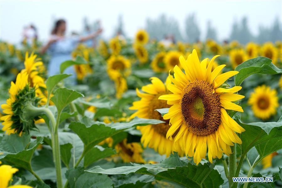 CHINA-HEBEI-SHAHE-SUNFLOWERS (CN)