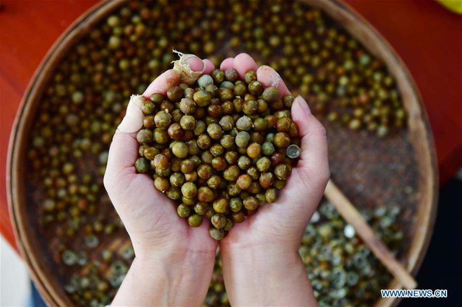 CHINA-GUANGXI-RONGAN-GORGON NUTS (CN)