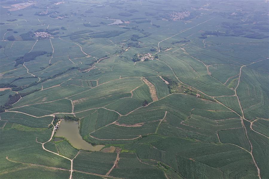 CHINA-GUANGXI-SHANGSI-SUGAR CANE FIELDS (CN)