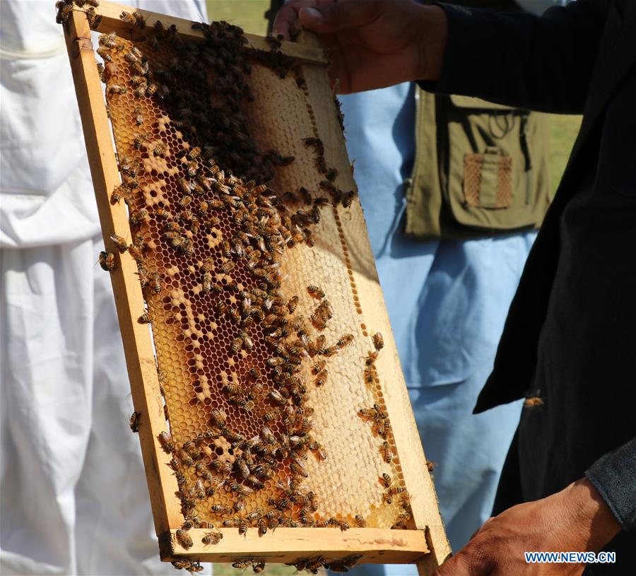 AFGHANISTAN-BAGHLAN-BEE FARM