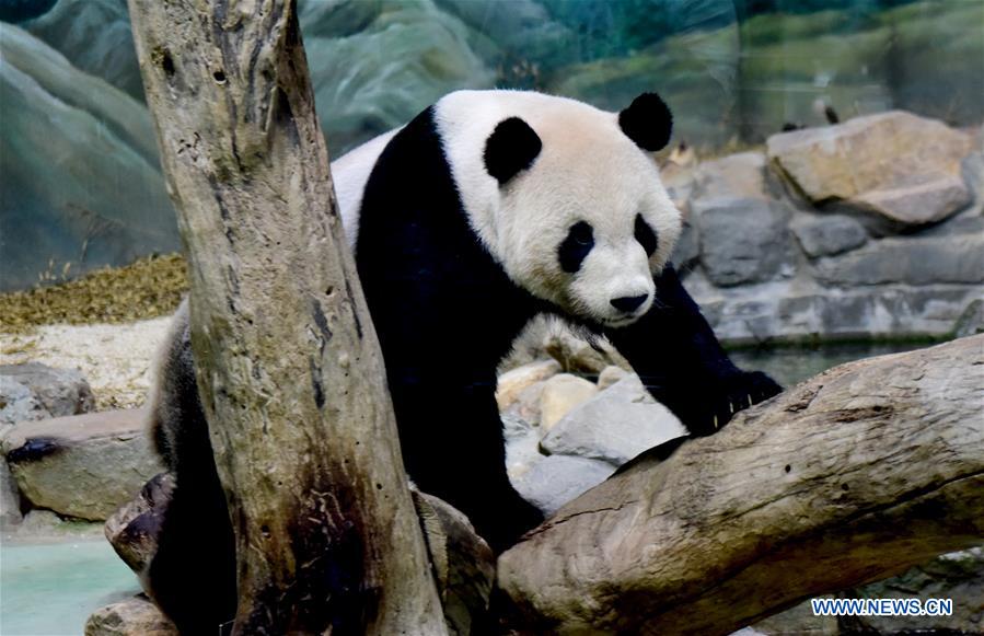 CHINA-TAIPEI-GIANT PANDAS-BIRTHDAY (CN)