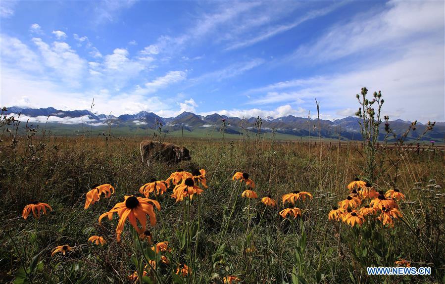 CHINA-XINJIANG-NARAT-SCENERY (CN)