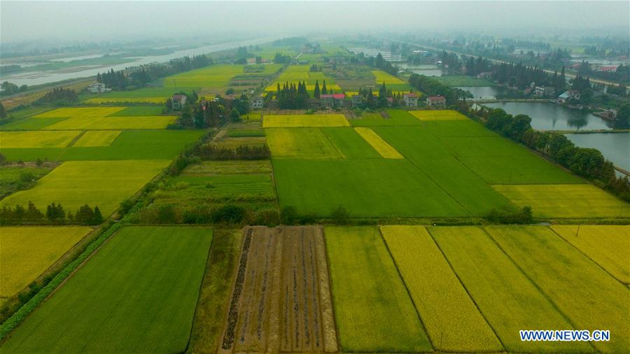 CHINA-HUNAN-NANXIAN-PADDY FIELD (CN)