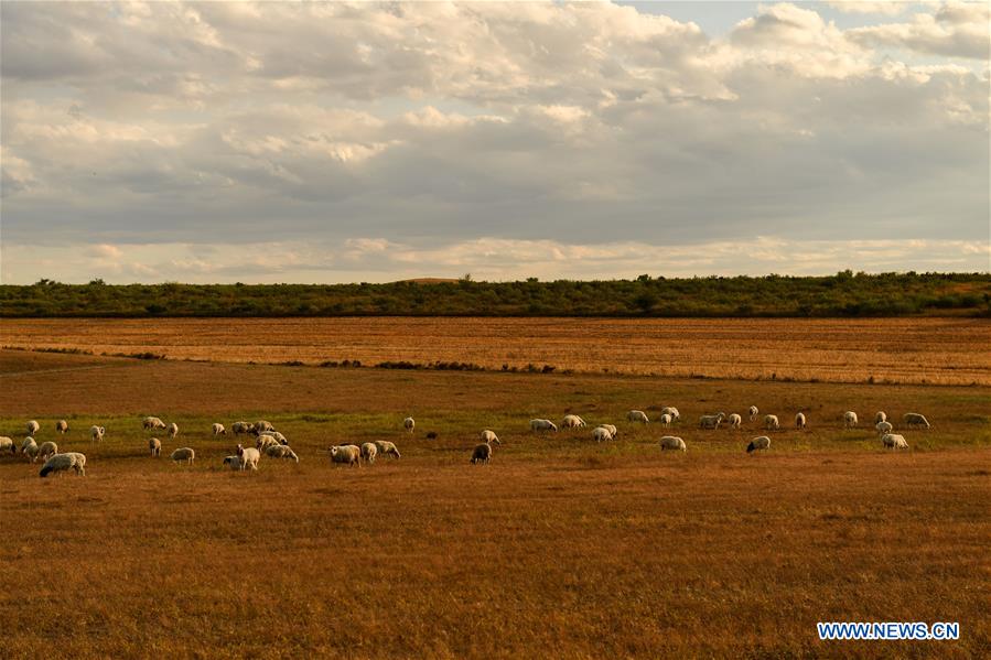 CHINA-INNER MONGOLIA-GRASSLAND-SCENERY (CN)