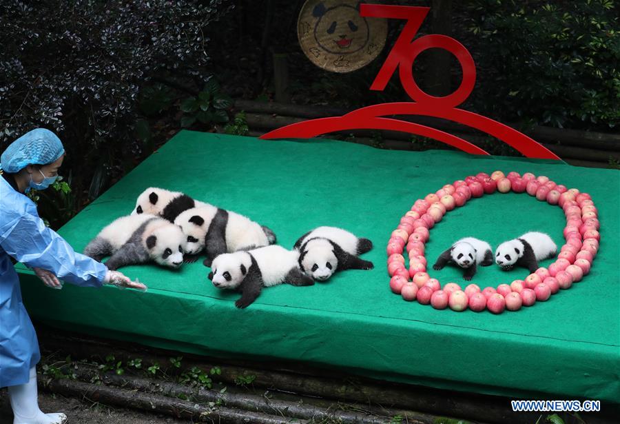 CHINA-CHENGDU-GIANT PANDA-CUBS (CN)