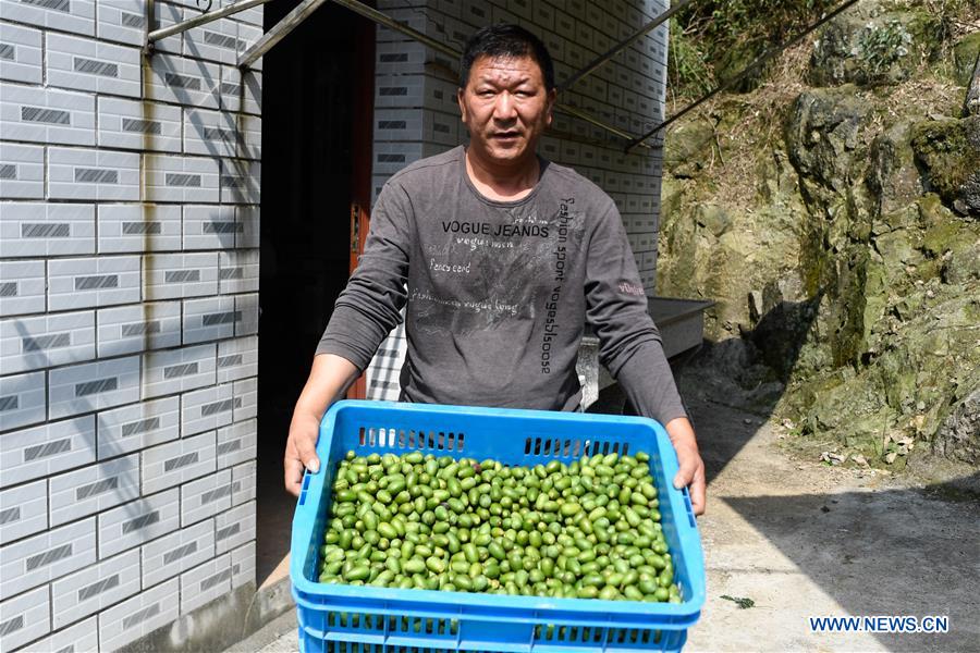 CHINA-ZHEJIANG-SHAOXING-TORREYA-HARVEST (CN)