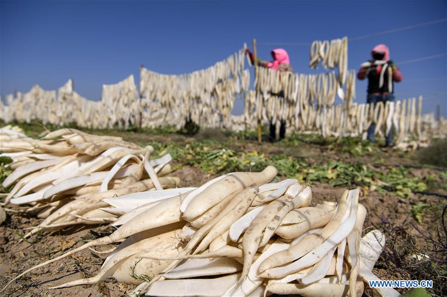 CHINA-NINGXIA-WUZHONG-RADISH-HARVEST (CN)