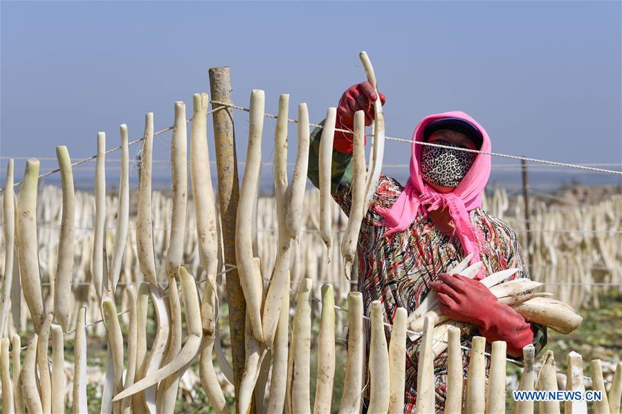 CHINA-NINGXIA-WUZHONG-RADISH-HARVEST (CN)