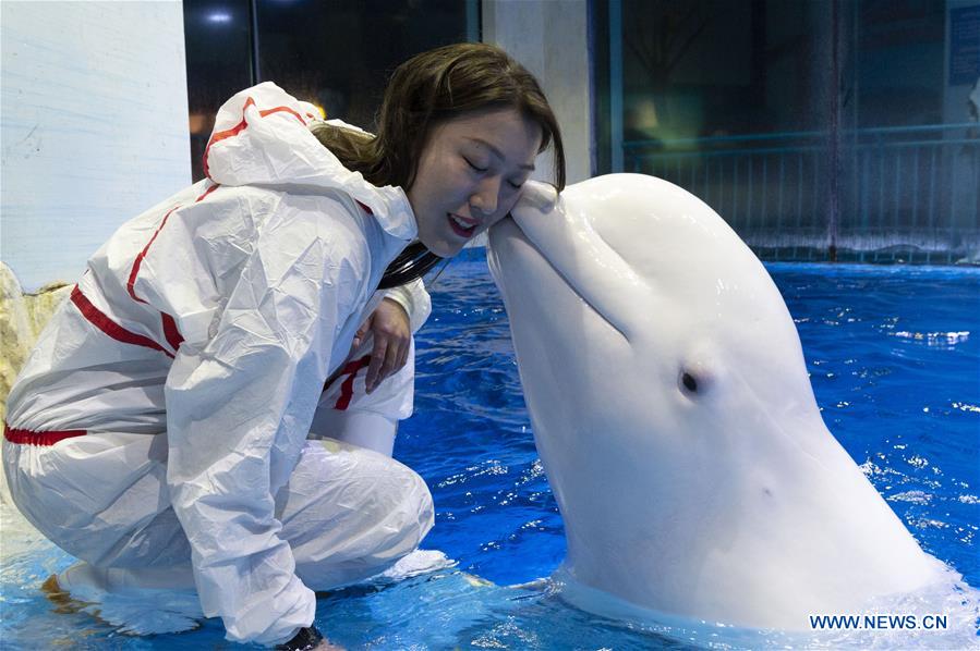 CHINA-HARBIN-POLARLAND-BELUGA-TRAINER (CN)