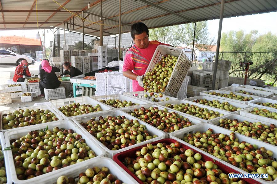 CHINA-HEBEI-HUANGHUA-JUJUBE-HARVEST (CN)