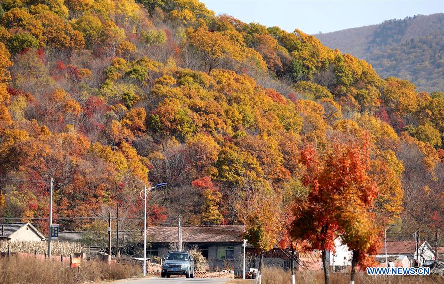 CHINA-LIAONING-AUTUMN SCENERY (CN)