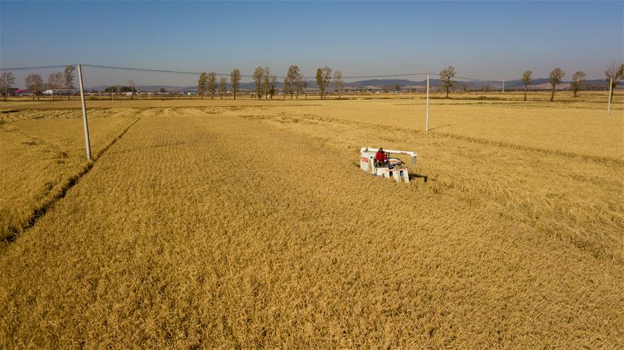 CHINA-JILIN-AUTUMN HARVEST (CN)