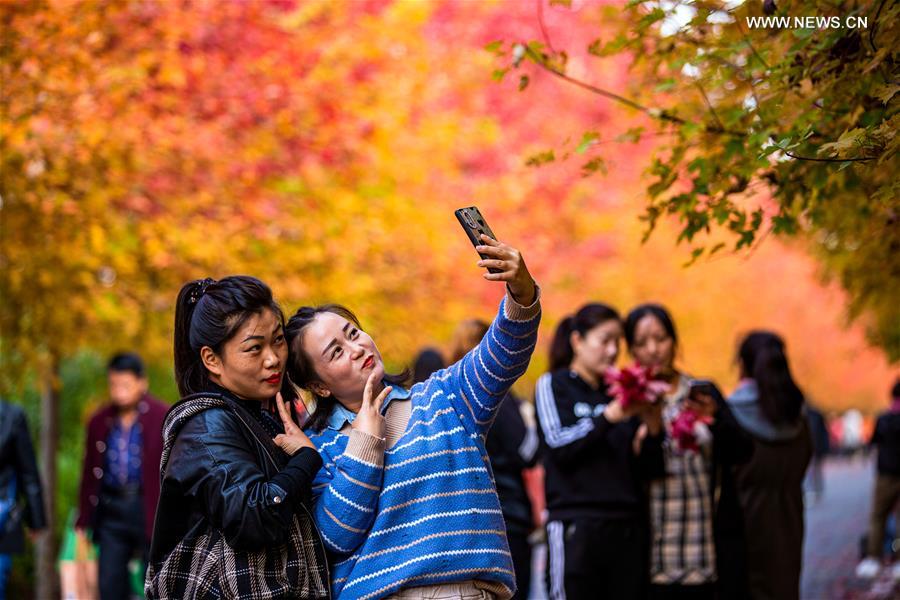 CHINA-HEBEI-HANDAN-MAPLE (CN)