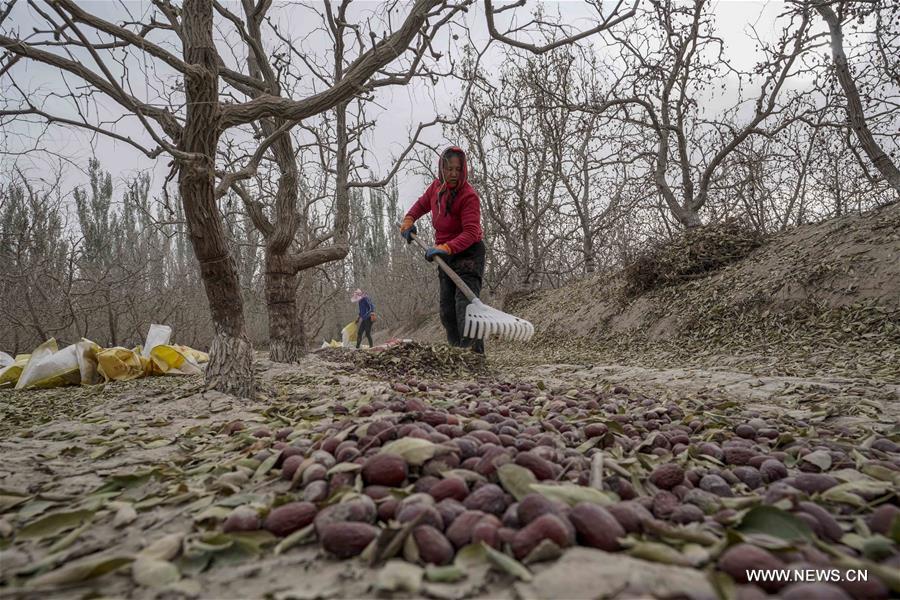 CHINA-XINJIANG-RUOQIANG-RED JUJUBE-HARVEST (CN)