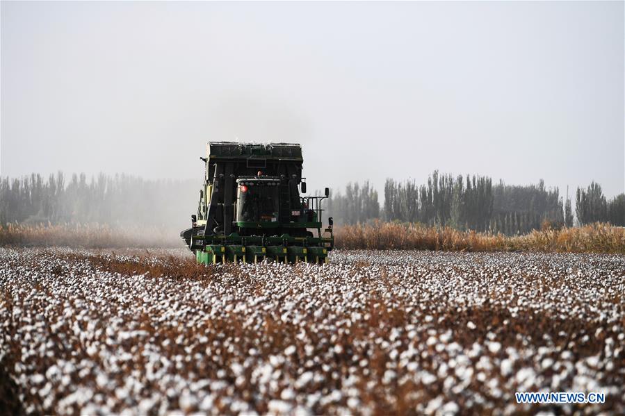 CHINA-XINJIANG-AWAT-AGRICULTURE-COTTON (CN)