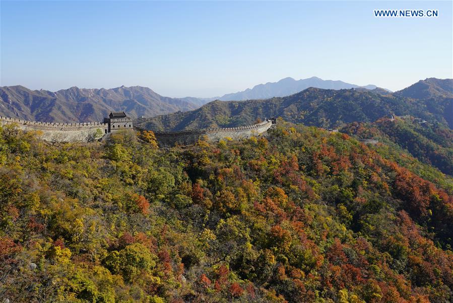 CHINA-BEIJING-GREAT WALL-AUTUMN SCENERY (CN)