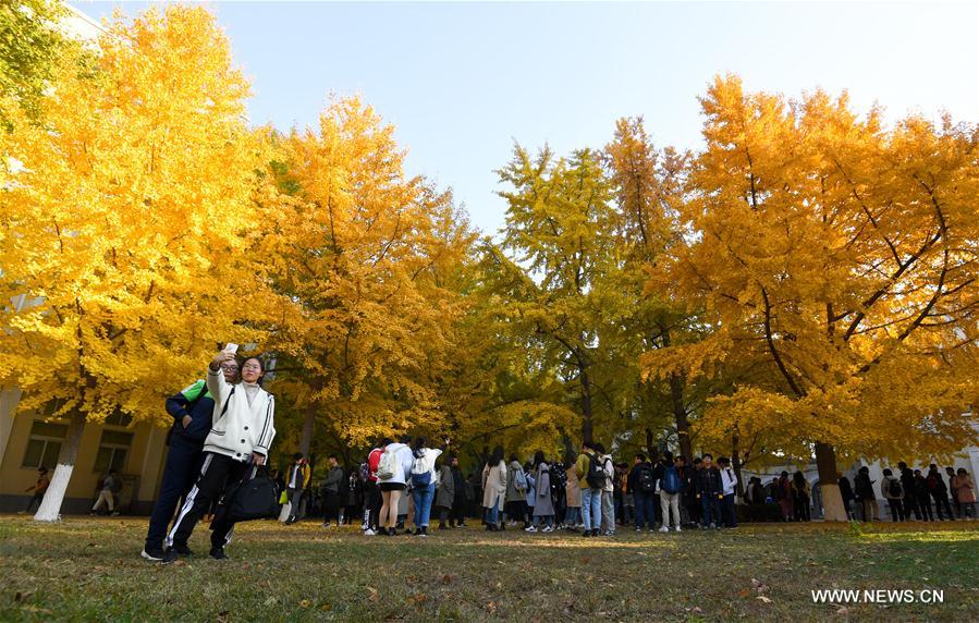 CHINA-BEIJING-UNIVERSITY OF SCIENCE AND TECHNOLOGY BEIJING-AUTUMN SCENERY (CN)