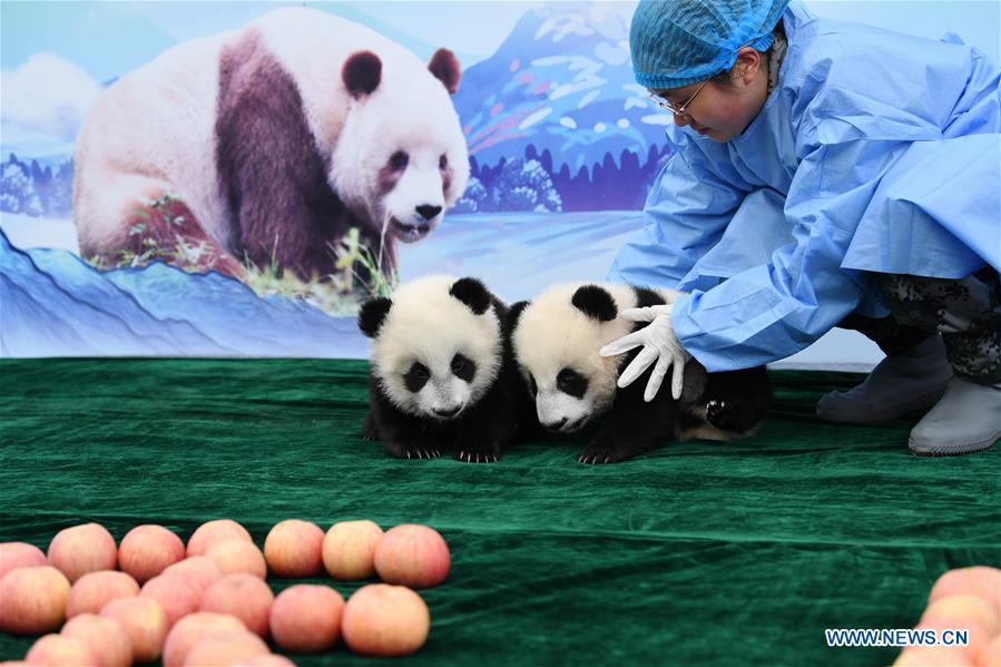 CHINA-SHAANXI-GIANT PANDA-FIRST APPEARANCE (CN)