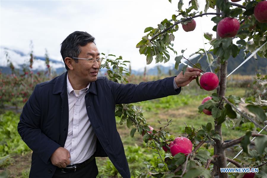 (InTibet) CHINA-TIBET-NYINGCHI-APPLE CULTIVATION PROFESSOR (CN) 