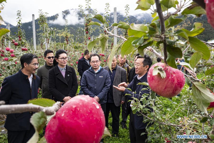 (InTibet) CHINA-TIBET-NYINGCHI-APPLE CULTIVATION PROFESSOR (CN) 