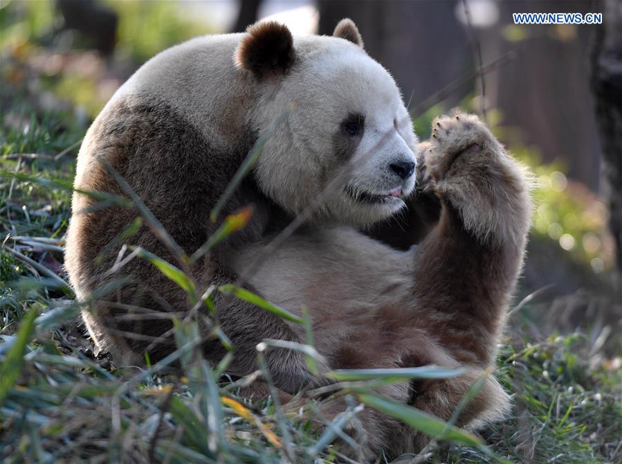 CHINA-SHAANXI-QINLING MOUNTAINS-BIO-DIVERSITY (CN)