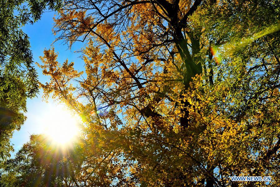 CHINA-FUJIAN-GINKGO TREE (CN)