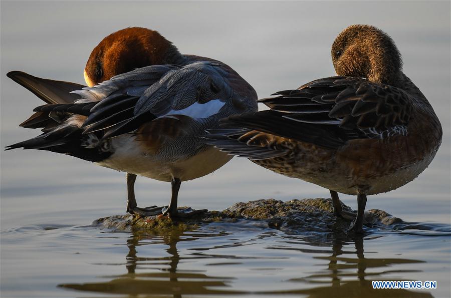 CHINA-SHENZHEN-MIGRATORY BIRDS (CN)