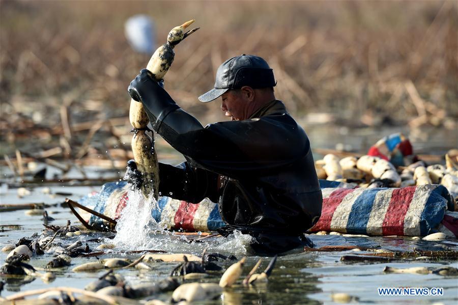 CHINA-ANHUI-LOTUS ROOT-HARVEST (CN)