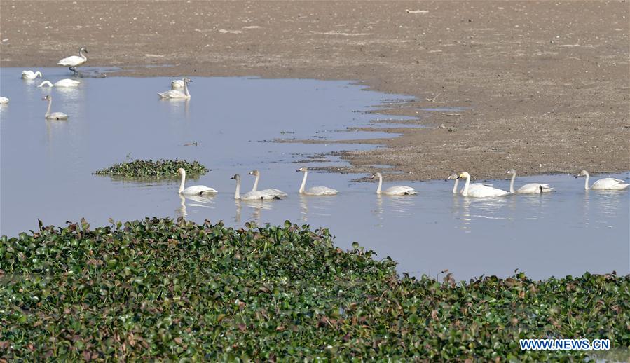 CHINA-JIANGXI-FUHE RIVER-MIGRANT BIRD (CN)