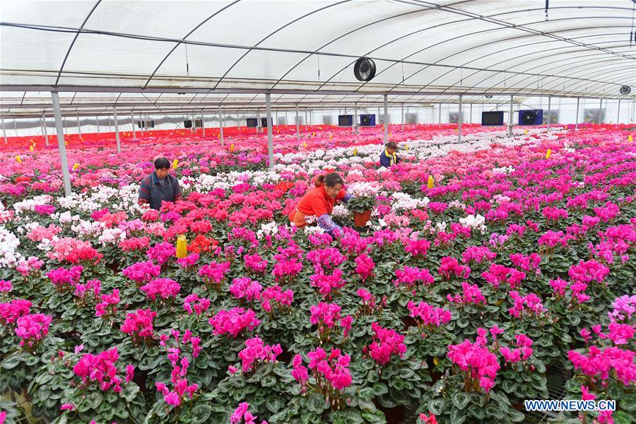 #CHINA-JIANGSU-ZHENJIANG-FLOWER-INDUSTRY (CN)