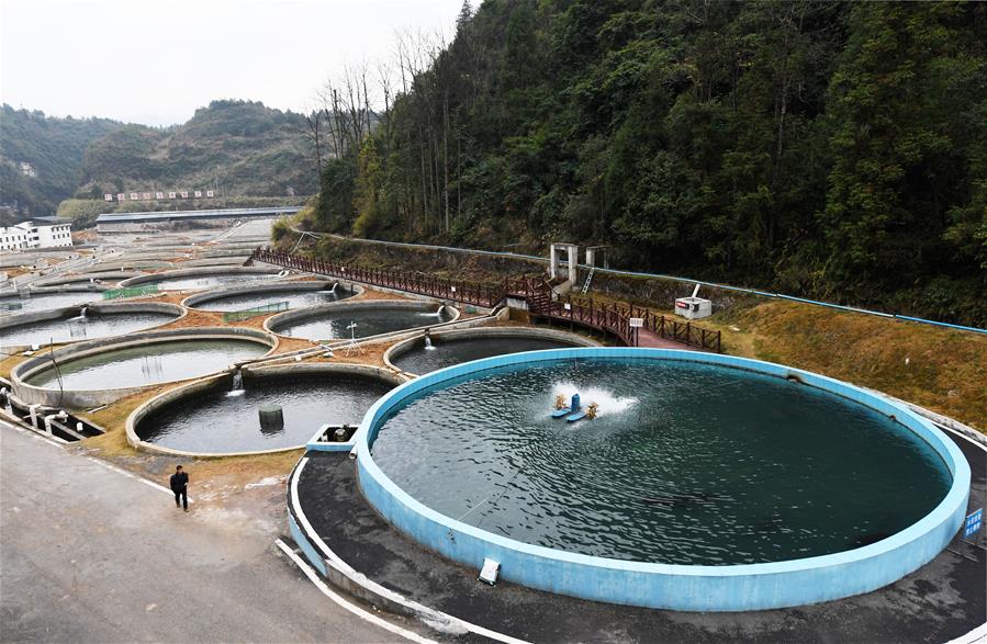 CHINA-GUIZHOU-TONGREN-ORGANIC AGRICULTURE (CN)