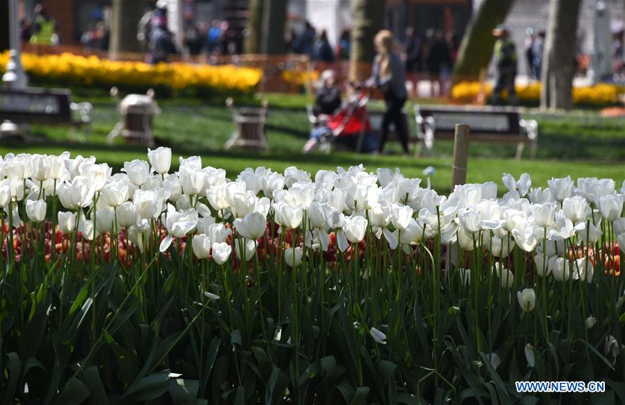 TURKEY-ISTANBUL-GULHANE PARK-TULIPS