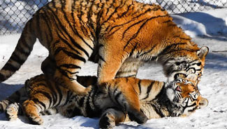 Animals winter at Siberian Tiger Park in NE China