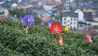 In pics: Tea garden scenery in E China