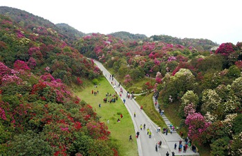 Scenery of One Hundred Mile Azalea Forest in Guizhou