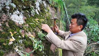 Traditional Chinese herb planting brings profit to farmers in E China