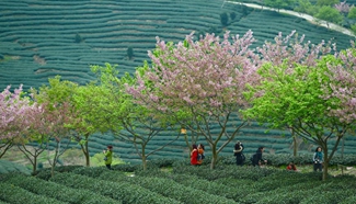 Scenery of blooming cherry and tea garden in Fujian