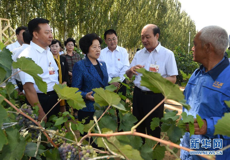 8月9日，中共中央政治局委員、中央統(tǒng)戰(zhàn)部部長、中央代表團副團長孫春蘭率中央代表團三分團，先后赴內(nèi)蒙古自治區(qū)烏海市、阿拉善盟看望各族干部群眾。這是孫春蘭在烏海市漢森酒業(yè)集團的葡萄種植園了解葡萄種植情況。新華社記者 任軍川 攝