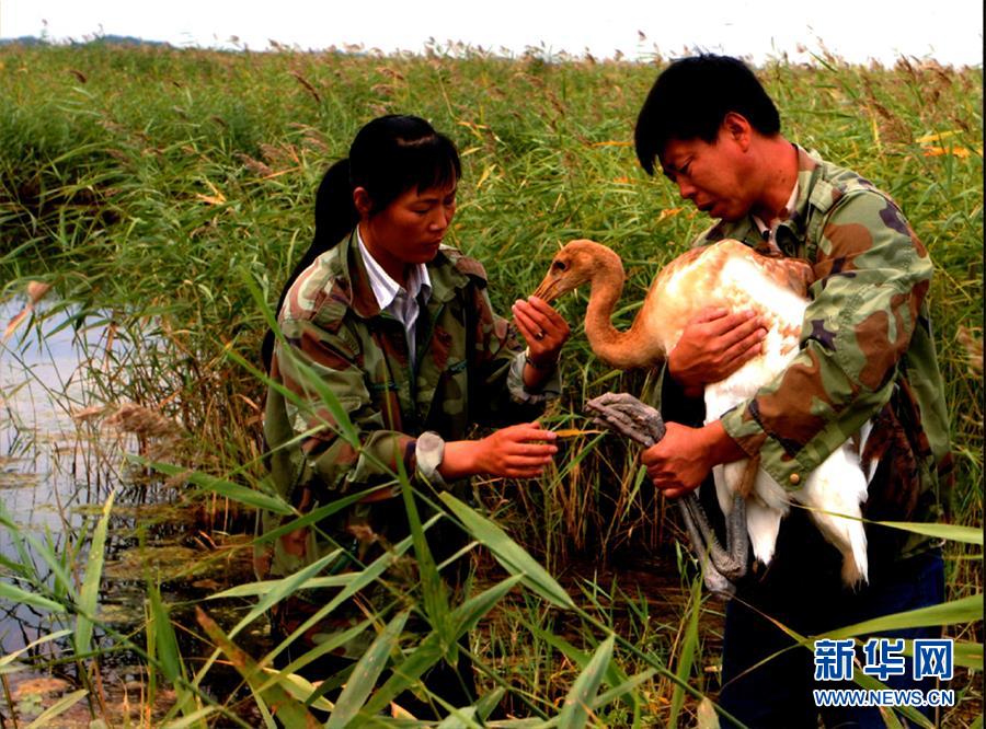 （圖文互動(dòng)·新華全媒頭條）（5）一家人與一群鶴的生死相守