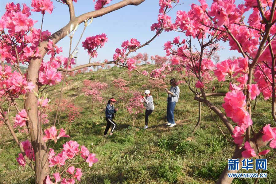 #（環(huán)境）（2）花開(kāi)在四月