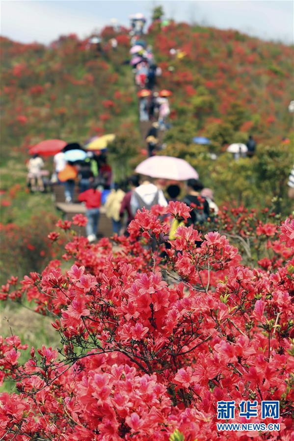 #（環(huán)境）（4）花開(kāi)在四月