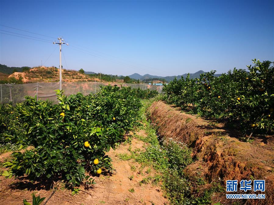 （在習(xí)近平新時(shí)代中國(guó)特色社會(huì)主義思想指引下·慶祝改革開(kāi)放40周年·協(xié)調(diào)發(fā)展·圖文互動(dòng)）（4）臍橙“三變”見(jiàn)證40年變遷