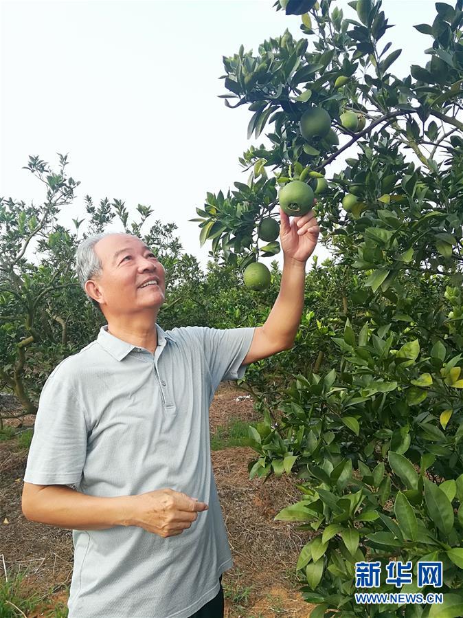 （在習(xí)近平新時(shí)代中國(guó)特色社會(huì)主義思想指引下·慶祝改革開(kāi)放40周年·協(xié)調(diào)發(fā)展·圖文互動(dòng)）（5）臍橙“三變”見(jiàn)證40年變遷