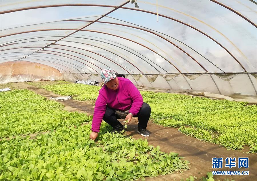 （在習(xí)近平新時代中國特色社會主義思想指引下——新時代新作為新篇章·圖文互動）（3）“黑三星村”緣何變成示范村？——東北一小村莊的脫貧振興路 