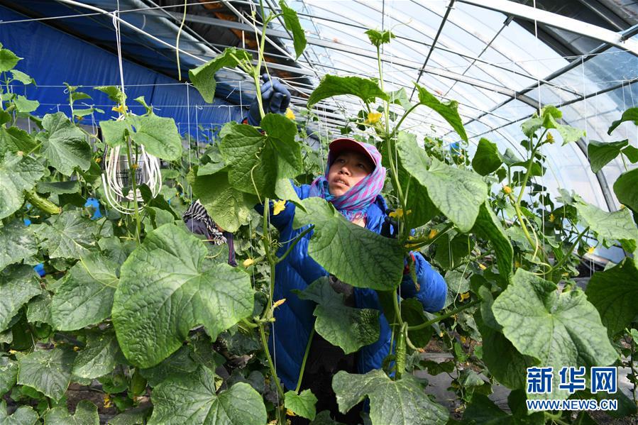 （在習(xí)近平新時代中國特色社會主義思想指引下——新時代新作為新篇章·圖文互動）（2）“無人作業(yè)”來臨 綠色食品“當家”——黑龍江探索現(xiàn)代農(nóng)業(yè)發(fā)展路徑