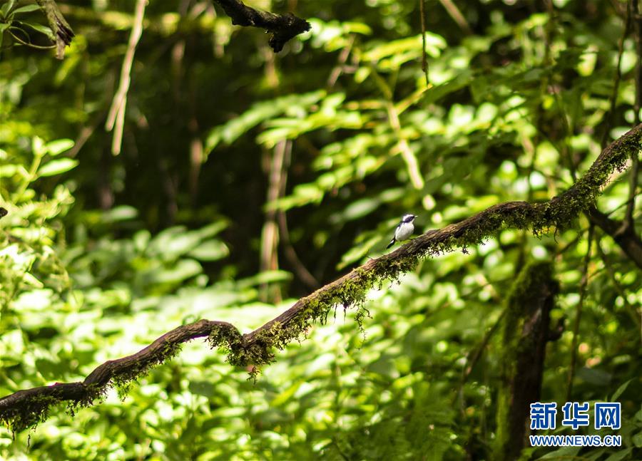 （決戰(zhàn)決勝脫貧攻堅·圖文互動）（3）怒江大峽谷興起“生態(tài)行當”